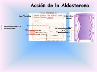 Acción de la Aldosterona
                                            Célula PRINCIPAL de

                    Luz Tubular   Última porción del Túbulo Distal   Intersticio   Aldosterona
                                  Túbulo Colector Cortical
                                                                       Renal


                           K+
• Reabsorción de Na+Cl-
• Secreción de K+                                            Na+         Na+
                          Na+          Na+                         ATP
                                                             K+           K+
                          Cl-         Cl-
                                                                          Cl-
 