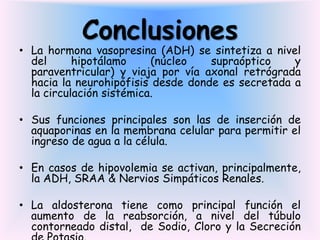 Conclusiones
• La hormona vasopresina (ADH) se sintetiza a nivel
  del      hipotálamo     (núcleo   supraóptico    y
  paraventricular) y viaja por vía axonal retrógrada
  hacia la neurohipófisis desde donde es secretada a
  la circulación sistémica.

• Sus funciones principales son las de inserción de
  aquaporinas en la membrana celular para permitir el
  ingreso de agua a la célula.

• En casos de hipovolemia se activan, principalmente,
  la ADH, SRAA & Nervios Simpáticos Renales.

• La aldosterona tiene como principal función el
  aumento de la reabsorción, a nivel del túbulo
  contorneado distal, de Sodio, Cloro y la Secreción
 