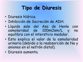 Tipo de Diuresis
• Diuresis hídrica.
• Inhibición de Secreción de ADH.
• Líquido sale del Asa de Henle con
  osmolaridad de 100mOsm/L y no
  equilibra con el intersticio medular.
• Esto explica el valor de la osmolaridad
  urinaria (debido a la reabsorción de Na y
  aniones en el nefrón distal).
• Diuresis aumenta.
 