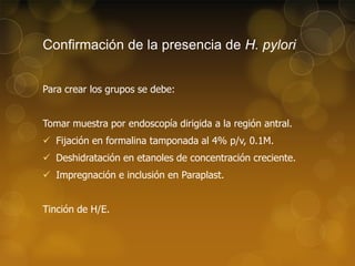 Confirmación de la presencia de H. pylori
Para crear los grupos se debe:
Tomar muestra por endoscopía dirigida a la región antral.
 Fijación en formalina tamponada al 4% p/v, 0.1M.
 Deshidratación en etanoles de concentración creciente.
 Impregnación e inclusión en Paraplast.
Tinción de H/E.

 