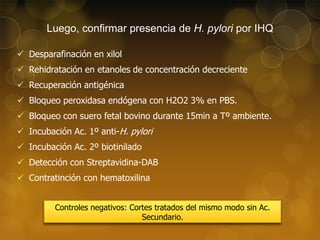 Luego, confirmar presencia de H. pylori por IHQ
 Desparafinación en xilol
 Rehidratación en etanoles de concentración decreciente
 Recuperación antigénica

 Bloqueo peroxidasa endógena con H2O2 3% en PBS.
 Bloqueo con suero fetal bovino durante 15min a Tº ambiente.
 Incubación Ac. 1º anti-H. pylori
 Incubación Ac. 2º biotinilado
 Detección con Streptavidina-DAB
 Contratinción con hematoxilina
Controles negativos: Cortes tratados del mismo modo sin Ac.
Secundario.

 