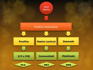 Antro
Gástrico

Muestras endoscópicas

Parafina

Resina Lowicryl

Desecado

H/E e IHQ

ImmunoGold

Metalizado

MET

MEB

M.O

 