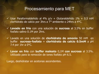 Procesamiento para MET
 Usar Paraformaldehido al 4% p/v + Glutaraldehído 1% + 0.5 mM
clorhidrato de calcio por 3hrs a T° ambiente o 24hrs a 4°C.
 Lavado en frío con una solución de sucrosa al 3.5% en buffer
fosfato salino 0.1M por 2hrs.
 Lavado en una solución de clorhidrato de amonio 50 mM en
buffer sucrosa-fosfato + clorhidrato de calcio 0.5mM a pH
7.4 por 1hr a 0°C.
 Lavar en frío con buffer maleato 0,1M con sucrosa al 3.5%.
Utilizado para la remoción de iones fosfato pH 6.5.
Luego, deshidratar en acetonas ascendentes.

 