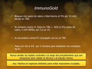 ImmunoGold
 Bloqueo con suero de cabra o fetal bovino al 5% por 10 min,
diluido en TBS
 Ac primario contra H. Pylori en TBS + NGS (2.5% suero de
cabra, 2 mM HEPES, pH 7.2) al 1%
 Ac secundario contra FC conjugado con Au en TBS
 Pasar por GA al 2% por 5 minutos para estabilizar los complejos
Ag-Ac.
Nunca olvidar los tejidos controles a lo largo del procedimiento que son
necesarios para validar la técnica y el estudio mismo.
Acs. Hechos en especies distintas para evitar reacciones cruzadas.

 
