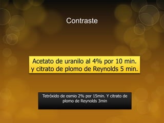 Contraste

Acetato de uranilo al 4% por 10 min.
y citrato de plomo de Reynolds 5 min.

Tetróxido de osmio 2% por 15min. Y citrato de
plomo de Reynolds 3min

 