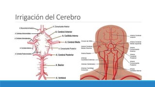 Irrigación del Cerebro
 