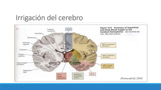 Irrigación del cerebro
 