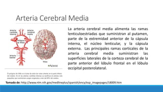 Arteria Cerebral Media
Tomado de: http://www.nlm.nih.gov/medlineplus/spanish/ency/esp_imagepages/18009.htm
La arteria cerebral media alimenta las ramas
lenticuloestriadas que suministran al putamen,
parte de la extremidad anterior de la cápsula
interna, el núcleo lenticular, y la cápsula
externa. Las principales ramas corticales de la
arteria cerebral media suministran las
superficies laterales de la corteza cerebral de la
parte anterior del lóbulo frontal en el lóbulo
occipital posterolateral.
 