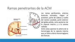 Ramas penetrantes de la ACM
Las ramas perforantes, arterias
lenticulo estriadas, riegan el
putamen, parte de cabeza y cuello
del núcleo caudado, parte exterior
del globo pálido, rama posterior de
la cápsula interna y a la corona
radiada.
Entre estas aparece la arteria de la
hemorragia de la cápsula interna
que se llama arteria hemorragípara
de Charcot.
 