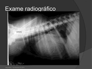 Exame radiográfico terça-feira, 1 de fevereiro de 2011