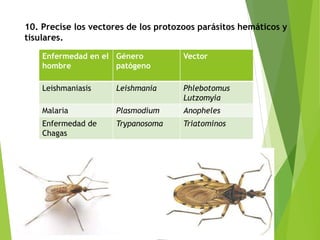 10. Precise los vectores de los protozoos parásitos hemáticos y
tisulares.
Enfermedad en el
hombre
Género
patógeno
Vector
Leishmaniasis Leishmania Phlebotomus
Lutzomyia
Malaria Plasmodium Anopheles
Enfermedad de
Chagas
Trypanosoma Triatominos
 
