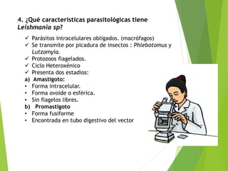 4. ¿Qué características parasitológicas tiene
Leishmania sp?
 Parásitos intracelulares obligados. (macrófagos)
 Se transmite por picadura de insectos : Phlebotomus y
Lutzomyia.
 Protozoos flagelados.
 Ciclo Heteroxénico
 Presenta dos estadios:
a) Amastigoto:
• Forma intracelular.
• Forma ovoide o esférica.
• Sin flagelos libres.
b) Promastigoto
• Forma fusiforme
• Encontrada en tubo digestivo del vector
 