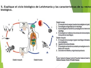 5. Explique el ciclo biológico de Leishmania y las características de su vector
biológico.
 