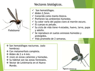 Vectores biológicos.
 Son hematófagos.
 Miden 2,5mm.
 Conocido como manta blanca.
 Prefieren los ambientes húmedos.
 Su color varía del pajizo claro al marrón oscuro.
 El cuerpo es peludo.
 Su ciclo de vida tiene 4 estados, huevo, larva, pupa
y adulto.
 Se reproduce en suelos arenosos húmedos y
protegidos.
 Vida promedio de 2 semanas.
Flebótomo
 Son hematófagos nocturnos. (solo
hembras)
 Con metamorfosis completa.
 Miden de 2 a 4 mm.
 viven en áreas calientes y húmedas.
 Su hábitat son las zonas forestales.
 Vector de Leishmania en el Nuevo
Mundo.
 