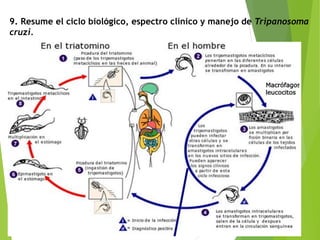 9. Resume el ciclo biológico, espectro clínico y manejo de Tripanosoma
cruzi.
 