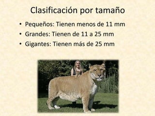 Clasificación por tamaño
• Pequeños: Tienen menos de 11 mm
• Grandes: Tienen de 11 a 25 mm
• Gigantes: Tienen más de 25 mm
 