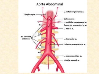 Aorta Abdominal
 