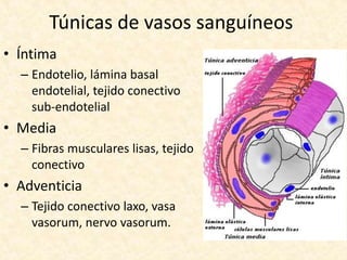 Túnicas de vasos sanguíneos
• Íntima
– Endotelio, lámina basal
endotelial, tejido conectivo
sub-endotelial
• Media
– Fibras musculares lisas, tejido
conectivo
• Adventicia
– Tejido conectivo laxo, vasa
vasorum, nervo vasorum.
 