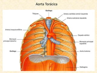 Aorta Torácica
 