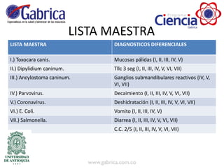 LISTA MAESTRA
LISTA MAESTRA DIAGNOSTICOS DIFERENCIALES
I.) Toxocara canis. Mucosas pálidas (I, II, III, IV, V)
II.) Dipylidium caninum. Tllc 3 seg (I, II, III, IV, V, VI, VII)
III.) Ancylostoma caninum. Ganglios submandibulares reactivos (IV, V,
VI, VII)
IV.) Parvovirus. Decaimiento (I, II, III, IV, V, VI, VII)
V.) Coronavirus. Deshidratación (I, II, III, IV, V, VI, VII)
VI.) E. Coli. Vomito (I, II, III, IV, V)
VII.) Salmonella. Diarrea (I, II, III, IV, V, VI, VII)
C.C. 2/5 (I, II, III, IV, V, VI, VII)
 