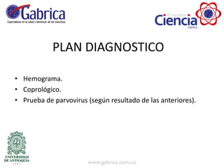 • Hemograma.
• Coprológico.
• Prueba de parvovirus (según resultado de las anteriores).
PLAN DIAGNOSTICO
 