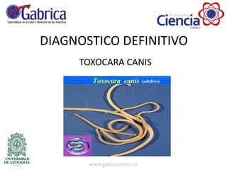 DIAGNOSTICO DEFINITIVO
TOXOCARA CANIS
 