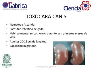 TOXOCARA CANIS
• Nematodo Ascarido.
• Parasitan Intestino delgado.
• Habitualmente en cachorros durante sus primeros meses de
vida.
• Adultos 10-15 cm de longitud.
• Capacidad migratoria.
 