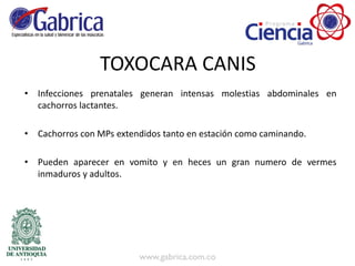 TOXOCARA CANIS
• Infecciones prenatales generan intensas molestias abdominales en
cachorros lactantes.
• Cachorros con MPs extendidos tanto en estación como caminando.
• Pueden aparecer en vomito y en heces un gran numero de vermes
inmaduros y adultos.
 