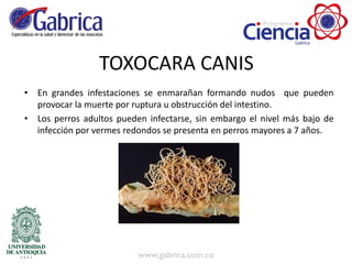 TOXOCARA CANIS
• En grandes infestaciones se enmarañan formando nudos que pueden
provocar la muerte por ruptura u obstrucción del intestino.
• Los perros adultos pueden infectarse, sin embargo el nivel más bajo de
infección por vermes redondos se presenta en perros mayores a 7 años.
 