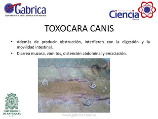 TOXOCARA CANIS
• Además de producir obstrucción, interfieren con la digestión y la
movilidad intestinal.
• Diarrea mucosa, vómitos, distención abdominal y emaciación.
 