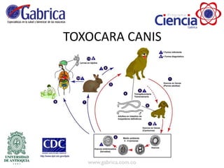 TOXOCARA CANIS
 