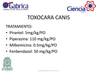 TOXOCARA CANIS
TRATAMIENTO:
• Pirantel: 5mg/kg/PO
• Piperazina: 110 mg/kg/PO
• Milbemicina: 0.5mg/kg/PO
• Fenbendazol: 50 mg/kg/PO
 