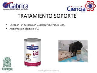 TRATAMIENTO SOPORTE
• Glicopan Pet suspensión 0.5ml/kg/BID/PO 30 Días.
• Alimentación con hill´s I/D.
 