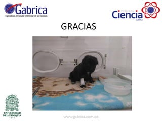 GRACIAS
 