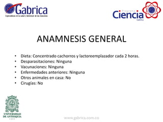 ANAMNESIS GENERAL
• Dieta: Concentrado cachorros y lactoreemplazador cada 2 horas.
• Desparasitaciones: Ninguna
• Vacunaciones: Ninguna
• Enfermedades anteriores: Ninguna
• Otros animales en casa: No
• Cirugías: No
 