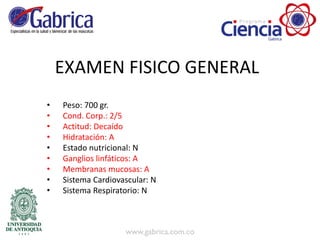 • Peso: 700 gr.
• Cond. Corp.: 2/5
• Actitud: Decaído
• Hidratación: A
• Estado nutricional: N
• Ganglios linfáticos: A
• Membranas mucosas: A
• Sistema Cardiovascular: N
• Sistema Respiratorio: N
EXAMEN FISICO GENERAL
 