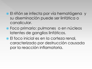  El riñón se infecta por vía hematógena y 
su diseminación puede ser linfática o 
canalicular. 
 Foco primario: pulmones o en núcleos 
latentes de ganglios linfáticos. 
 El foco inicial es en la corteza renal, 
caracterizado por destrucción causada 
por la reacción inflamatoria. 
 