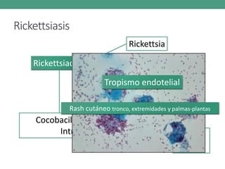 Rickettsiasis
Rickettsiaceae
Rickettsia
Coxiella
Erlichia
Cocobacilos GN con vector
Intracelulares NO vector,
rash,
vasculitis
Tropismo endotelial
Rash cutáneo tronco, extremidades y palmas-plantas
 