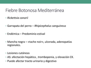 Fiebre Botonosa Mediterránea
• Rickettsia conorii
• Garrapata del perro – Rhipicephalus sanguineus
• Endémica – Predominio estival
• Mancha negra – «tache noir», ulcerada, adenopatías
regionales.
• Lesiones cutáneas
• AS: afectación hepática , trombopenia, y elevación CK.
• Puede afectar tracto urinario y digestivo
 