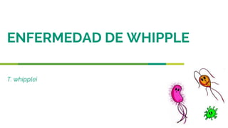 ENFERMEDAD DE WHIPPLE
T. whipplei
 