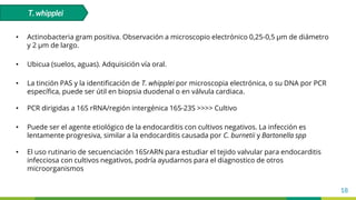 18
• Actinobacteria gram positiva. Observación a microscopio electrónico 0,25-0,5 µm de diámetro
y 2 µm de largo.
• Ubicua (suelos, aguas). Adquisición vía oral.
• La tinción PAS y la identificación de T. whipplei por microscopia electrónica, o su DNA por PCR
específica, puede ser útil en biopsia duodenal o en válvula cardiaca.
• PCR dirigidas a 16S rRNA/región intergénica 16S-23S >>>> Cultivo
• Puede ser el agente etiológico de la endocarditis con cultivos negativos. La infección es
lentamente progresiva, similar a la endocarditis causada por C. burnetii y Bartonella spp
• El uso rutinario de secuenciación 16SrARN para estudiar el tejido valvular para endocarditis
infecciosa con cultivos negativos, podría ayudarnos para el diagnostico de otros
microorganismos
T. whipplei
 