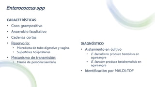 Enterococcus spp
CARACTERÍSTICAS
• Coco grampositivo
• Anaerobio facultativo
• Cadenas cortas
• Reservorio:
• Microbiota de tubo digestivo y vagina
• Superficies hospitalarias
• Mecanismo de transmisión:
• Manos de personal sanitario
DIAGNÓSTICO
• Aislamiento en cultivo
• E. faecalis no produce hemólisis en
agarsangre
• E. faecium produce betahemólisis en
agarsangre
• Identificación por MALDI-TOF
 