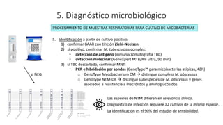 5. Diagnóstico microbiológico
5. Identificación a partir de cultivo positivo.
1) confirmar BAAR con tinción Ziehl-Neelsen.
2) si positivo, confirmar M. tuberculosis complex:
• detección de antígeno (inmunocromatografía TBC)
• detección molecular (GeneXpert MTB/RIF ultra, 90 min)
3) si TBC descartado, confirmar MNT:
• PCR e hibridación por sondas (GenoType™ para micobacterias atípicas, 48h)
o GenoType Mycobacterium CM à distingue complejo M. abscessus
o GenoType NTM-DR à distingue subespecies de M. abscessus y genes
asociados a resistencia a macrólidos y aminoglucósidos.
PROCESAMIENTO DE MUESTRAS RESPIRATORIAS PARA CULTIVO DE MICOBACTERIAS
Las especies de NTM difieren en relevancia clínica.
Diagnóstico de infección requiere ≥2 cultivos de la misma especie.
La identificación es el 90% del estudio de sensibilidad.
si NEG
 