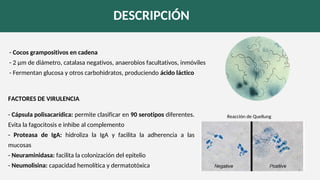 DESCRIPCIÓN
- Cocos grampositivos en cadena
- 2 µm de diámetro, catalasa negativos, anaerobios facultativos, inmóviles
- Fermentan glucosa y otros carbohidratos, produciendo ácido láctico
FACTORES DE VIRULENCIA
- Cápsula polisacarídica: permite clasificar en 90 serotipos diferentes.
Evita la fagocitosis e inhibe al complemento
- Proteasa de IgA: hidroliza la IgA y facilita la adherencia a las
mucosas
- Neuraminidasa: facilita la colonización del epitelio
- Neumolisina: capacidad hemolítica y dermatotóxica
Reacción de Quellung
 