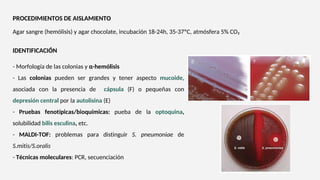 Agar sangre (hemólisis) y agar chocolate, incubación 18-24h, 35-37ºC, atmósfera 5% CO₂
PROCEDIMIENTOS DE AISLAMIENTO
- Morfología de las colonias y α-hemólisis
- Las colonias pueden ser grandes y tener aspecto mucoide,
asociada con la presencia de cápsula (F) o pequeñas con
depresión central por la autolisina (E)
- Pruebas fenotípicas/bioquímicas: pueba de la optoquina,
solubilidad bilis esculina, etc.
- MALDI-TOF: problemas para distinguir S. pneumoniae de
S.mitis/S.oralis
- Técnicas moleculares: PCR, secuenciación
IDENTIFICACIÓN
 