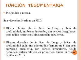 FUNCIÓN TEGUMENTARIA

   Piel pálida y reseca.

Se evidencian Heridas en MID.

   Ulcera plantar de +- 5cm de Long. y 1cm de
    profundidad, en forma de rombo, con bordes irregulares,
    poco tejido necrótico y sin secreción purulenta.

   Ulceras dorsales de +- 5cm de Long. y 0.5cm de
    profundidad cada una que unidas forman un 8 con poca
    secreción purulenta, con bordes irregulares, tejido
    necrótico, pulsos bilaterales presentes, buena perfusión
    capilar en MID.
 