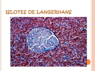 ISLOTES DE LANGERHANS
 