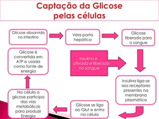 Glicose absorvida
no intestino
Veia-porta
hepática
Glicose é
convertida em
ATP e usada
como fonte de
energia
Glicose se liga
ao Glut e entra
na célula
Glicose
liberada para
o sangue
Na célula a
glicose participa
das vias
metabólicas
para produzir
Energia
Insulina liga-se
aos receptores
presentes na
membrana
plasmática
Insulina é
ativada e liberada
no sangue
 