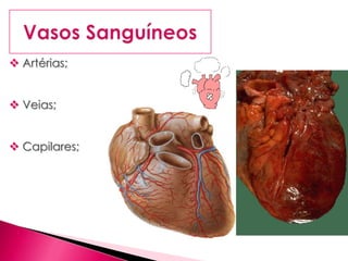  Artérias;
 Veias;
 Capilares;
 