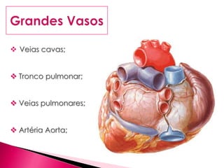  Veias cavas;
 Tronco pulmonar;
 Veias pulmonares;
 Artéria Aorta;
 